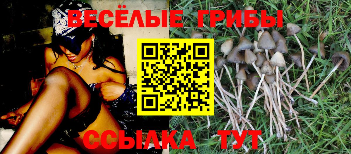 Псилоцибиновые грибы Cubensis Карталы