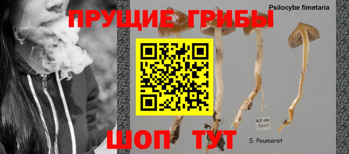 Псилоцибиновые грибы GOLDEN TEACHER  Вход с VPN  Карталы 